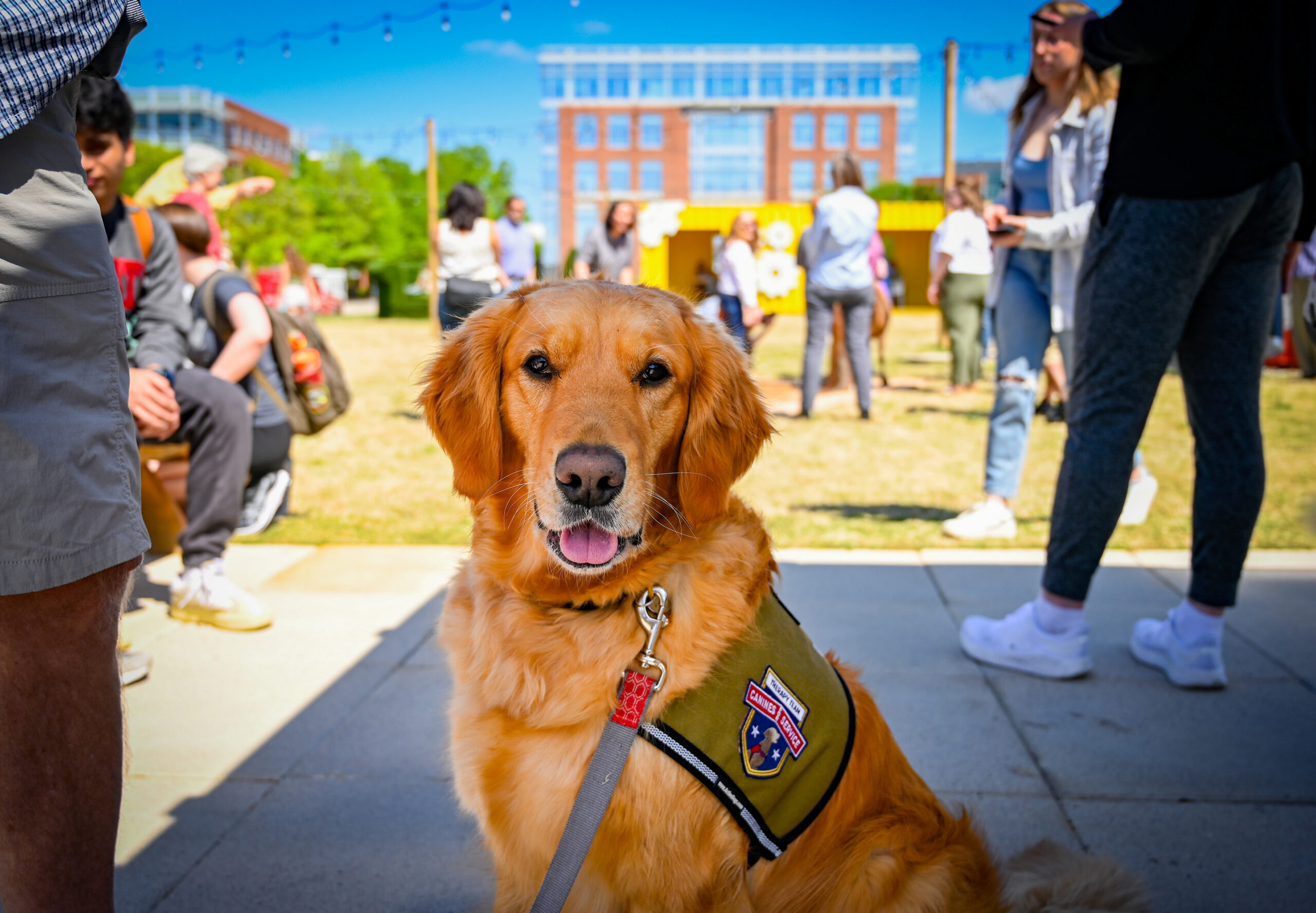 Students, faculty and staff enjoy a spring day by participating in a Pause for Tiny Hooves event at the Corner on Centennial campus. Therapy miniature horses from Stampede of Love, as well as therapy dogs, provide a wellness break from the end of semester rush.